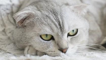 天阳科技：公司正在积极对接稳定币生态各环节的核心参与方，如发币方、交易所、银行、金融科技公司等